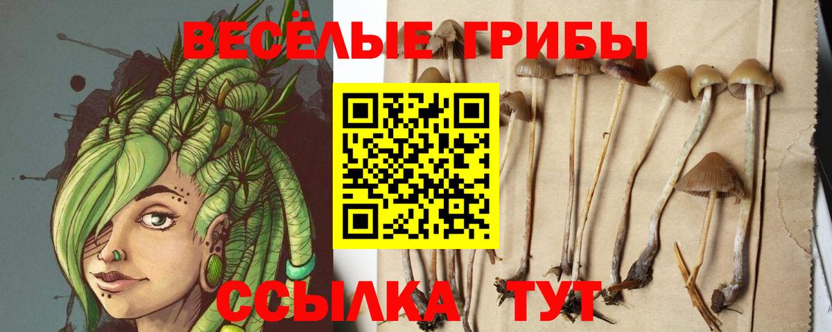Псилоцибиновые грибы Cubensis Ржев